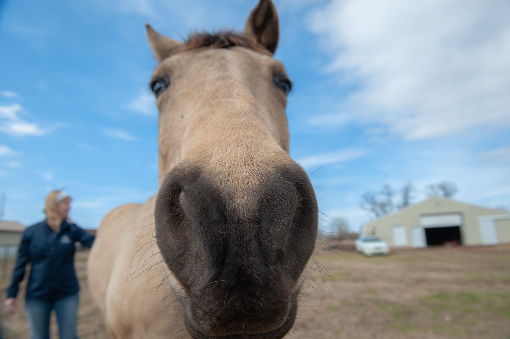 stoni jo - horse closeup