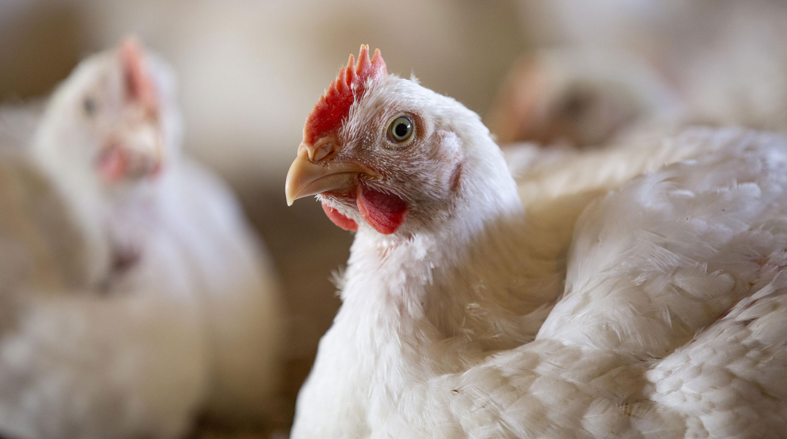 Antibiotics in the Supply Chain	