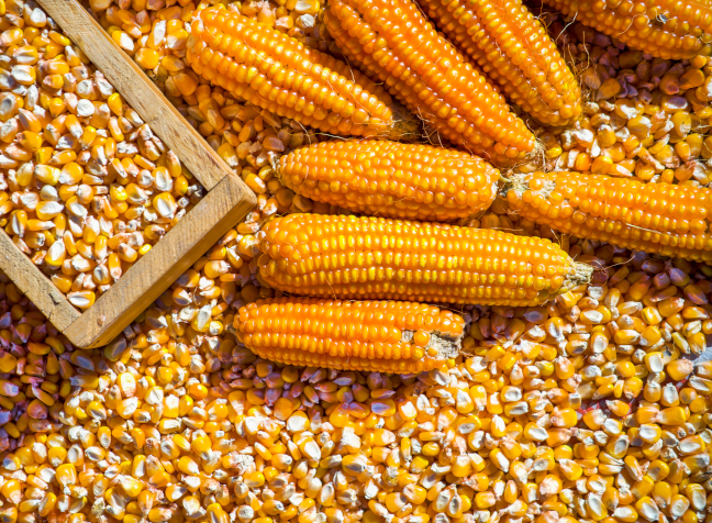 Ingredient Sourcing