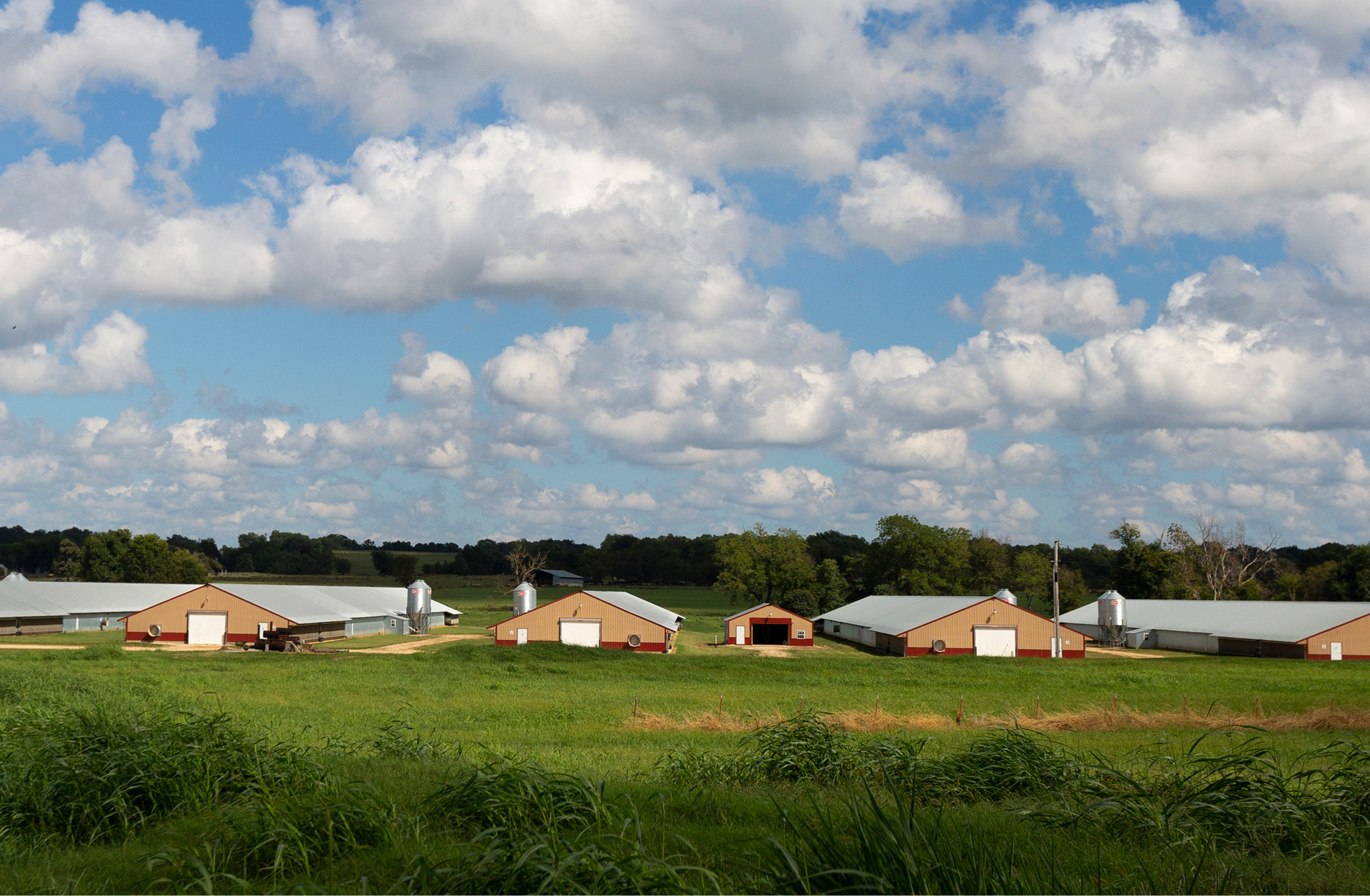 A photo of a chicken farm