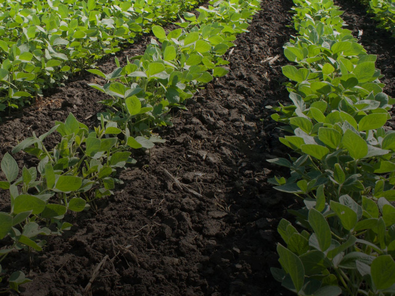 This is an image of a row of crops.