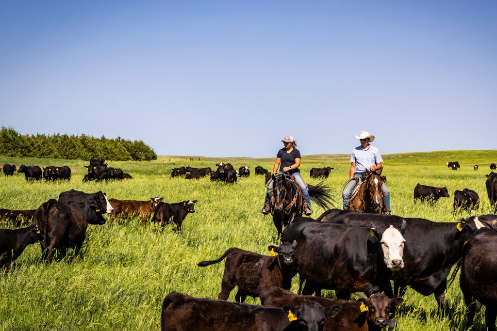 Creating a Pathway to a More Sustainable Beef Industry This is a photo of cattle in a field.