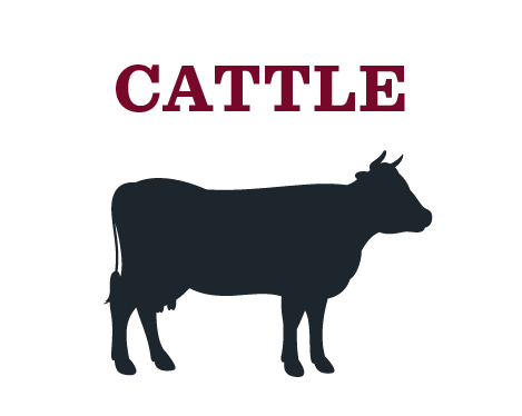 Cattle Cattle