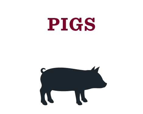 Pigs Pigs