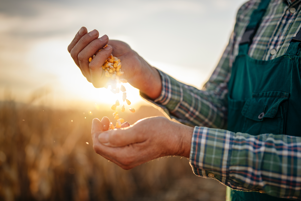 Farmer holding grain
