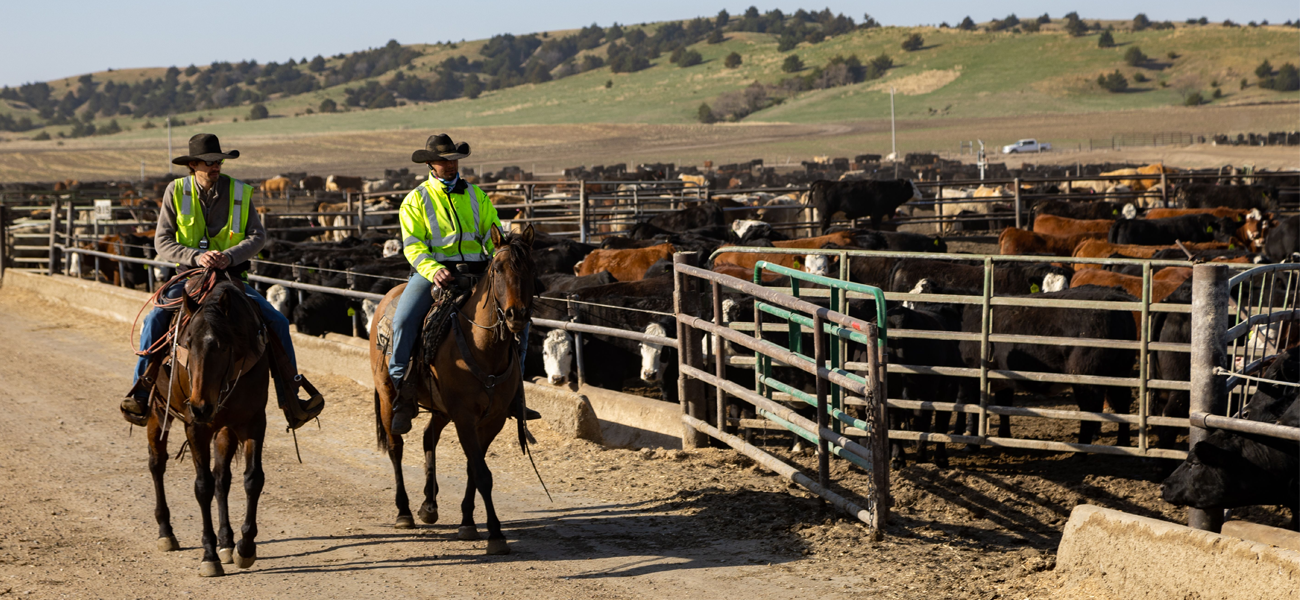 This is a photo related to animal health and welfare; image of ranchers on horses checking cattle