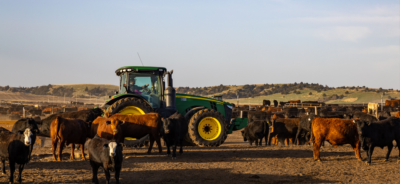 This is a photo of a tractor and cows with rolling green hills behind.