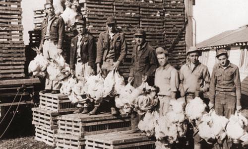 Poultry Farmers